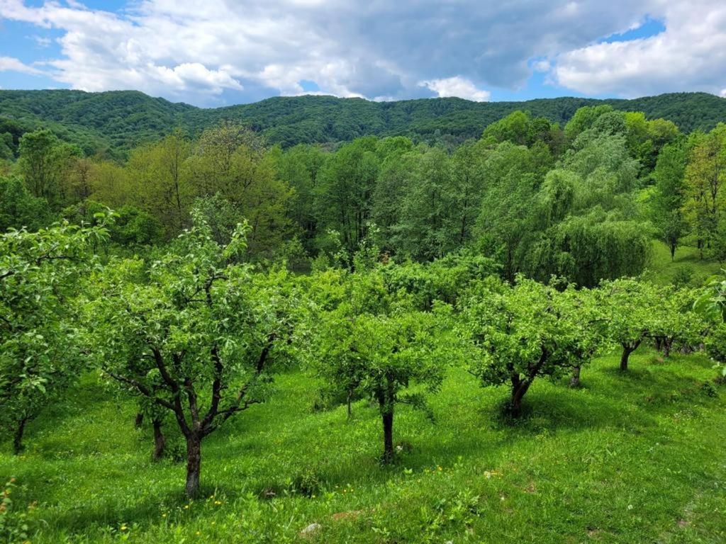 Villa Casa Adelina Valea Lunga-Cricov Esterno foto
