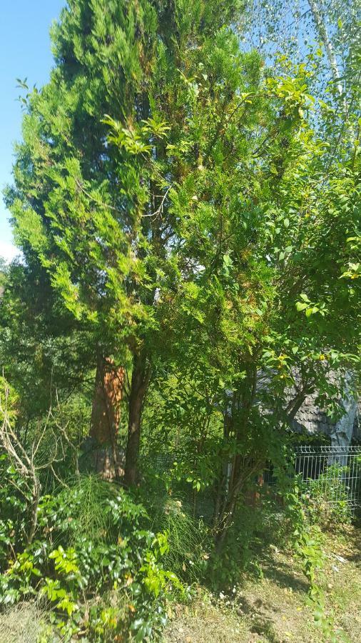 Villa Casa Adelina Valea Lunga-Cricov Esterno foto